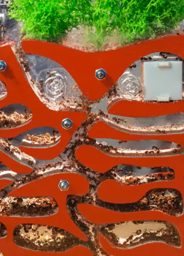 Вертикальна мурашина ферма «Pena Farm»