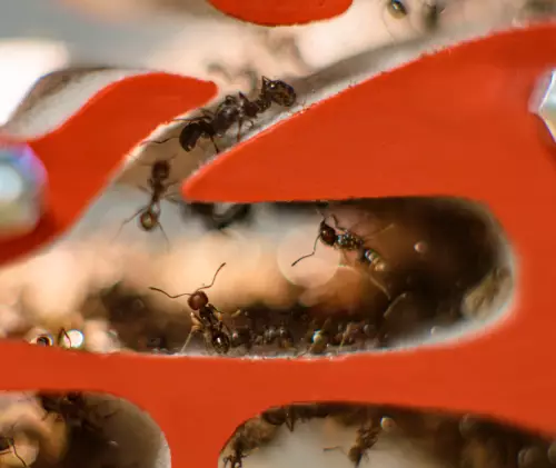 Вертикальна мурашина ферма «Pena Farm»