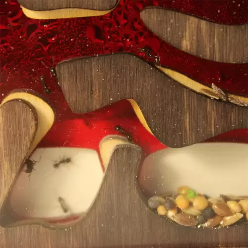 Вертикальна мурашина ферма “Flora”