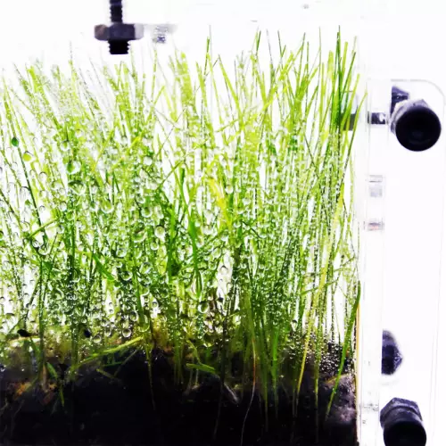 Вертикальна мурашина ферма «Pena Farm»