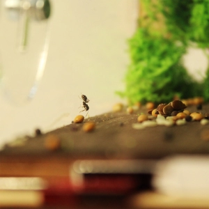 Вертикальна мурашина ферма “Flora Plus”