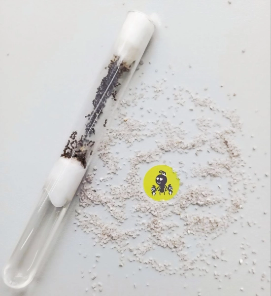 Мурашки виду «Messor Structor» (мурахи-женці): матка та понад 20 робочих особин + розплід