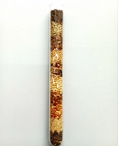 Річний запас корму для «Messor Structor» (мурахи-женці)