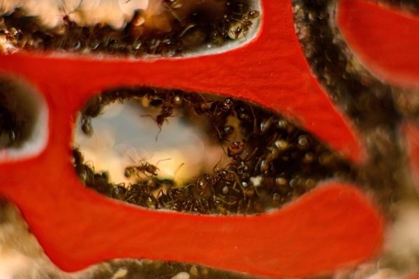 Вертикальна мурашина ферма «Pena Farm»