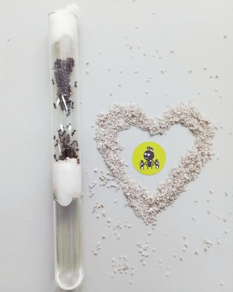 Мурашки виду «Messor Structor» (мурахи-женці): матка та понад 35 робочих особин + розплід